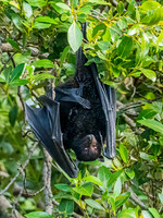 Black Flying Fox