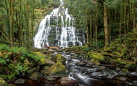 Nelson Falls - Tasmania