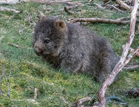Wombat