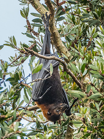 Black Flying Fox
