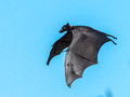 Bats