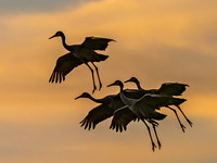 Sandhill Cranes