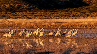 Sandhill Cranes