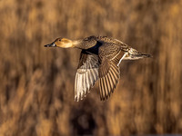 Northern Pintail