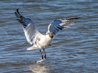 Laughing Gull