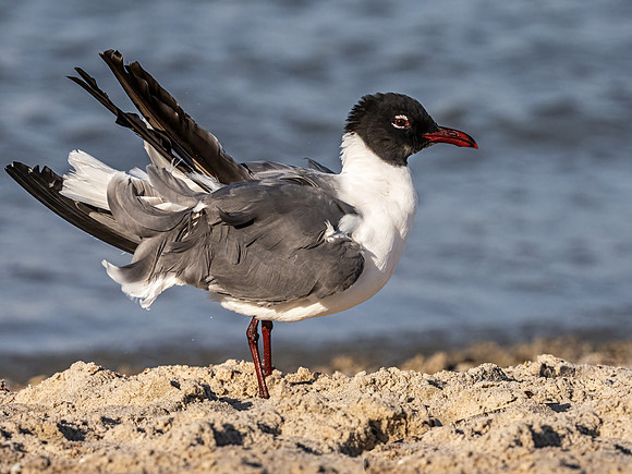 Laughing Gull