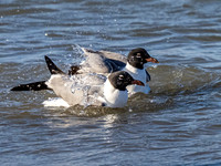 Laughing Gull