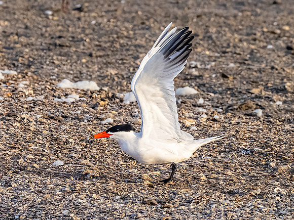 Caspian Tern