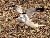 Caspian Terns