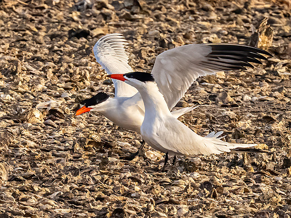 Caspian Terns