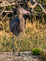Reddish Egret