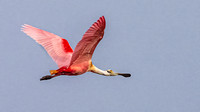 Roseate Spoonbill