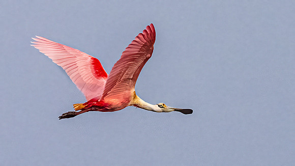 Roseate Spoonbill