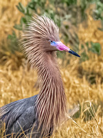 Reddish Egret