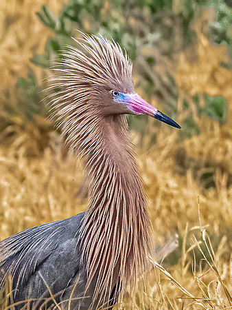 Reddish Egret