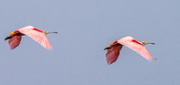 Roseate Spoonbill