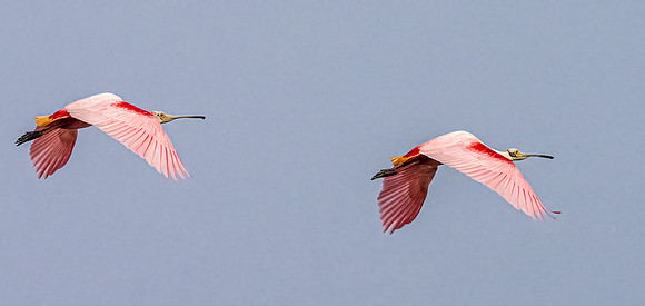 Roseate Spoonbill