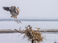 Great Blue Heron