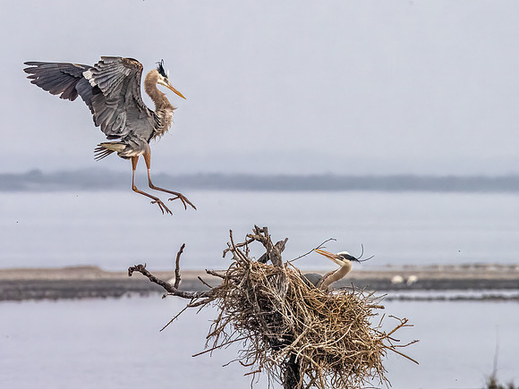 Great Blue Heron
