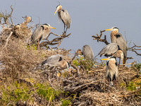 Great Blue Heron Rookery