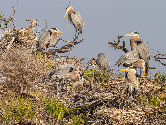 Great Blue Heron Rookery