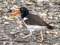 Aransas National Wildlife Refuge, Texas