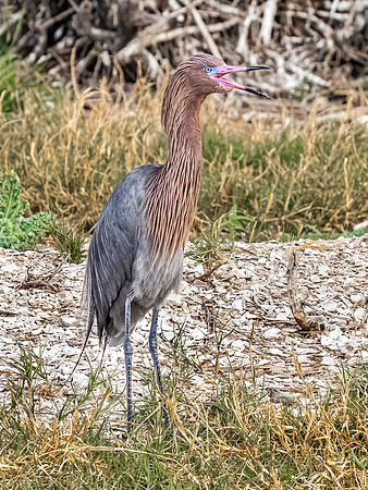 Reddish Egret