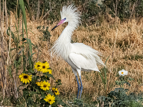 Reddish Egret - White Morph