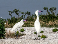 Reddish Egret - White Morph
