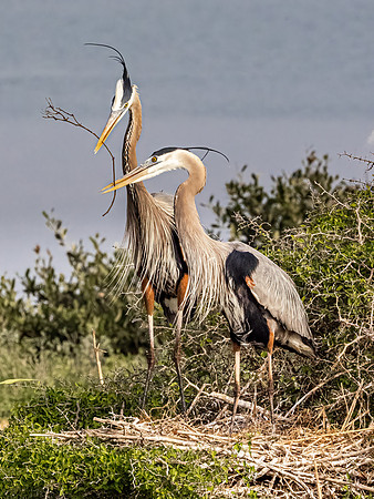 Great Blue Heron