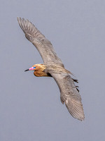 Reddish Egret
