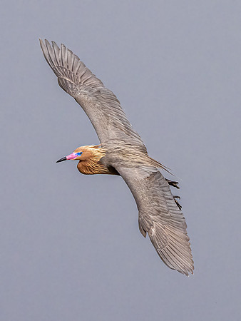 Reddish Egret