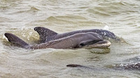 Bottlenose Dolphins