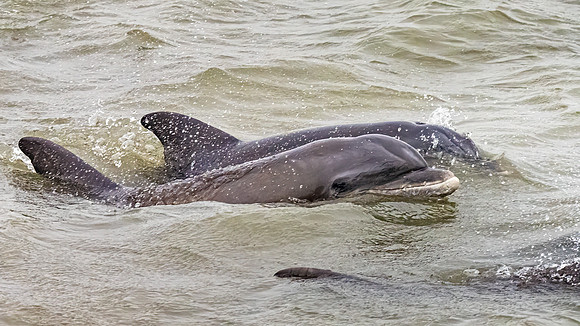 Bottlenose Dolphins