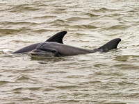 Bottlenose Dolphin
