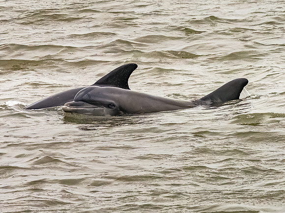 Bottlenose Dolphin