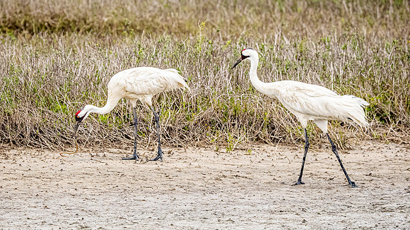 Whooping Cranes