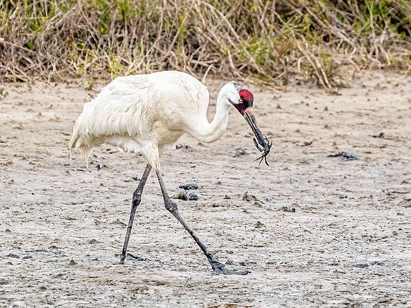 Whooping Crane