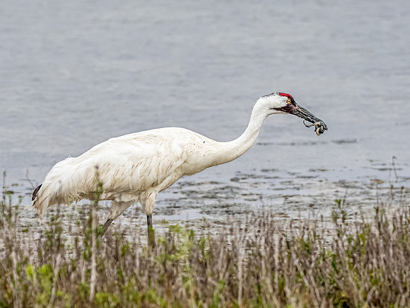 Whooping Crane