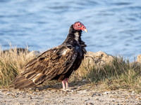 Turkey Vulture