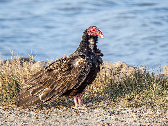 Turkey Vulture
