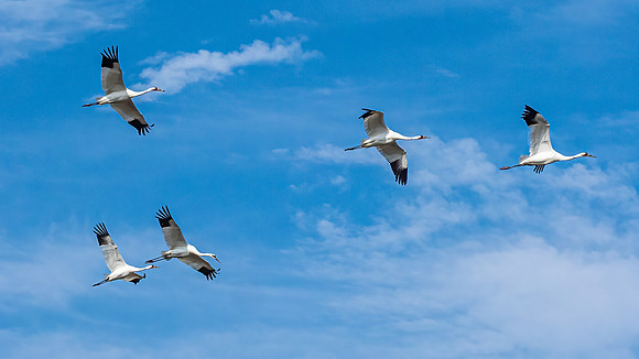 Whooping Cranes