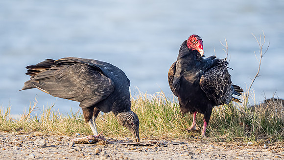 Turkey Vulture and Black Vulture