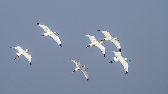 White Ibis