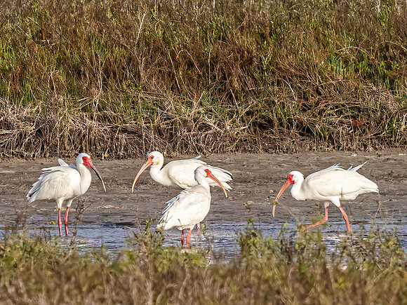 White Ibis