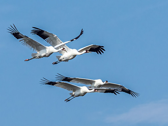 Whooping Cranes