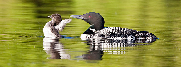 Common Loon