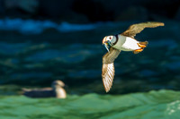 Horned Puffin