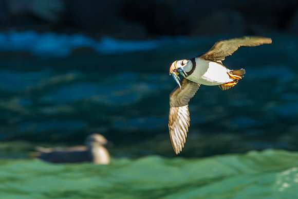 Horned Puffin