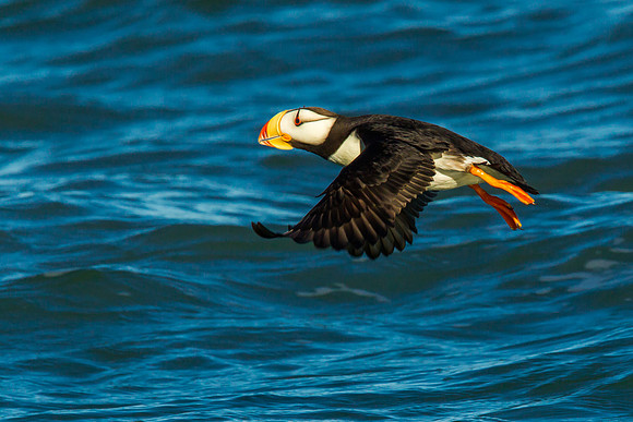 Horned Puffin